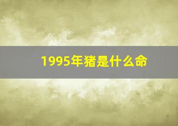 1995年猪是什么命