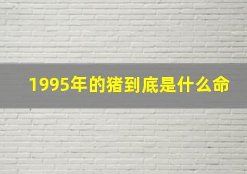 1995年的猪到底是什么命