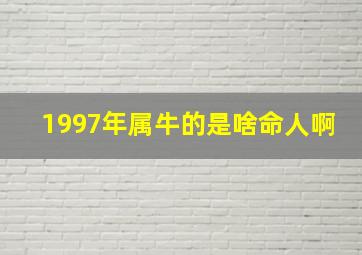 1997年属牛的是啥命人啊