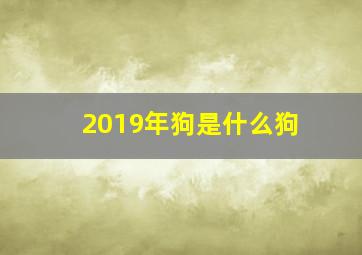 2019年狗是什么狗