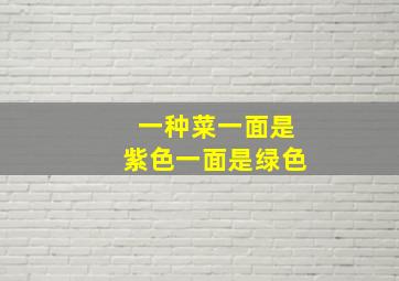 一种菜一面是紫色一面是绿色