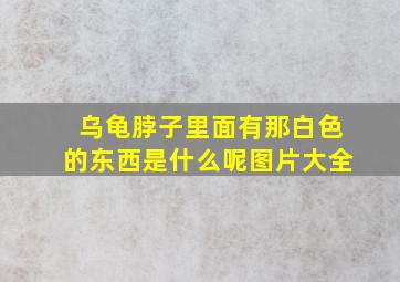 乌龟脖子里面有那白色的东西是什么呢图片大全