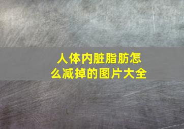 人体内脏脂肪怎么减掉的图片大全