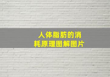 人体脂肪的消耗原理图解图片