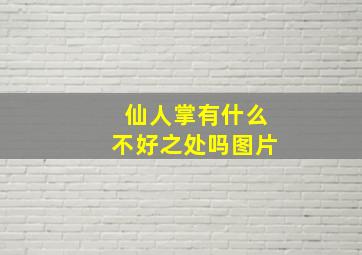 仙人掌有什么不好之处吗图片