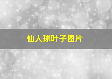 仙人球叶子图片