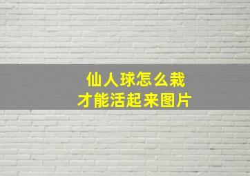 仙人球怎么栽才能活起来图片