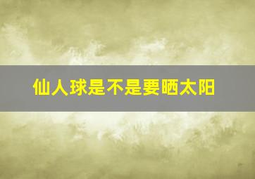 仙人球是不是要晒太阳