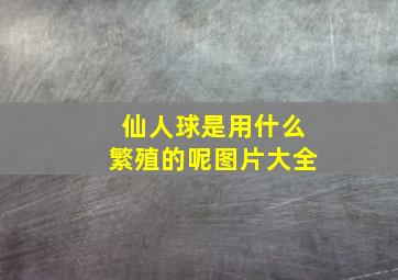 仙人球是用什么繁殖的呢图片大全