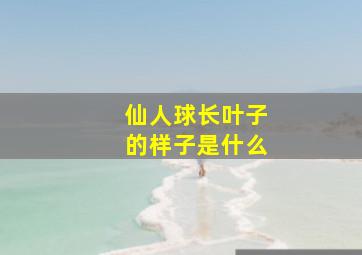 仙人球长叶子的样子是什么