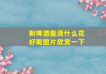 剩啤酒能浇什么花好呢图片欣赏一下