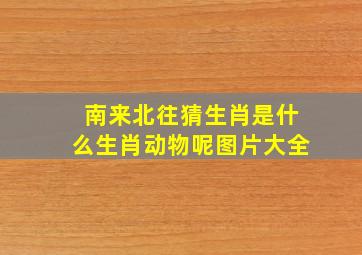 南来北往猜生肖是什么生肖动物呢图片大全