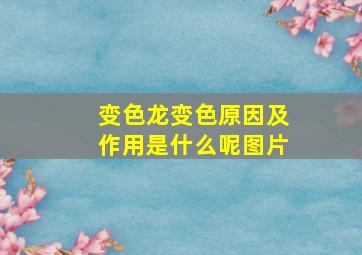 变色龙变色原因及作用是什么呢图片