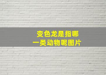 变色龙是指哪一类动物呢图片