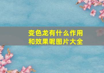 变色龙有什么作用和效果呢图片大全