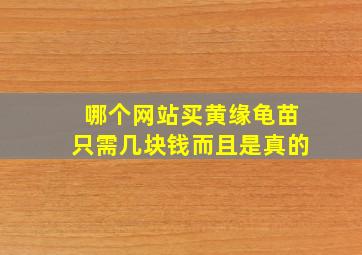 哪个网站买黄缘龟苗只需几块钱而且是真的