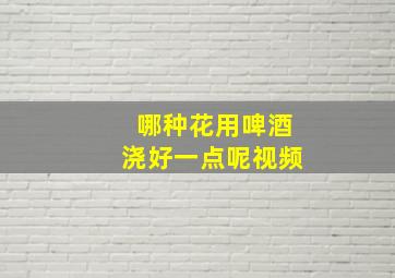 哪种花用啤酒浇好一点呢视频