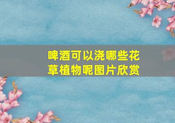 啤酒可以浇哪些花草植物呢图片欣赏