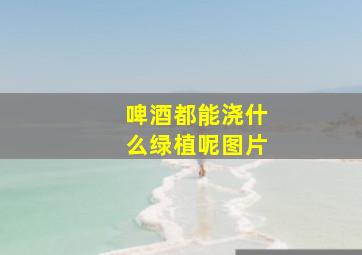 啤酒都能浇什么绿植呢图片