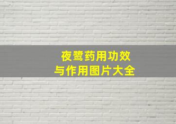 夜鹭药用功效与作用图片大全