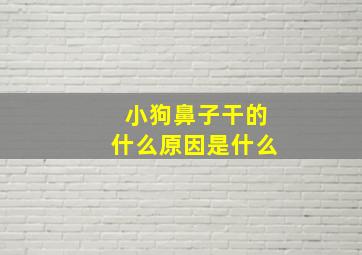 小狗鼻子干的什么原因是什么