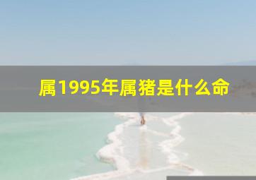 属1995年属猪是什么命