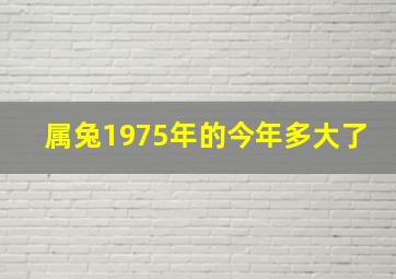 属兔1975年的今年多大了