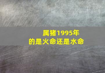 属猪1995年的是火命还是水命