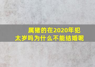 属猪的在2020年犯太岁吗为什么不能结婚呢