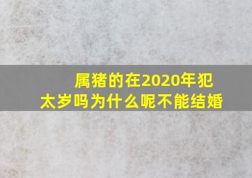 属猪的在2020年犯太岁吗为什么呢不能结婚