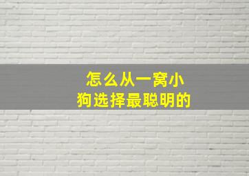 怎么从一窝小狗选择最聪明的