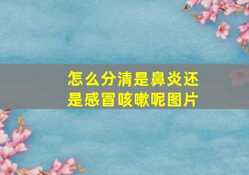 怎么分清是鼻炎还是感冒咳嗽呢图片