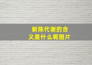 新陈代谢的含义是什么呢图片