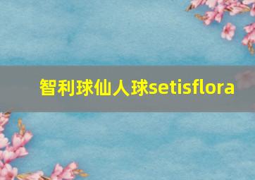 智利球仙人球setisflora