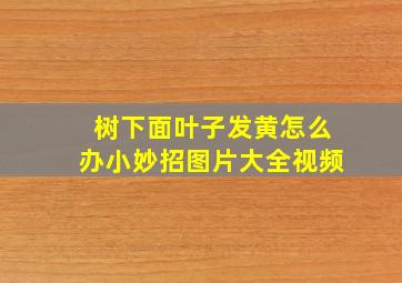 树下面叶子发黄怎么办小妙招图片大全视频