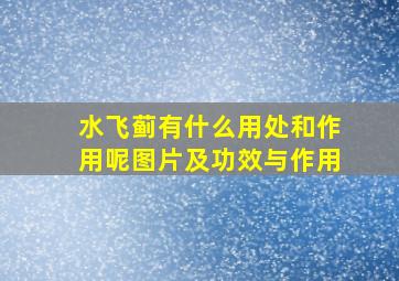 水飞蓟有什么用处和作用呢图片及功效与作用