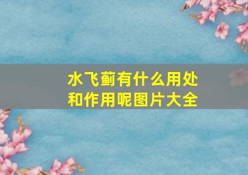 水飞蓟有什么用处和作用呢图片大全