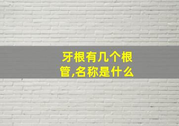 牙根有几个根管,名称是什么