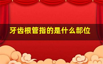 牙齿根管指的是什么部位