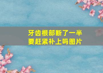 牙齿根部断了一半要赶紧补上吗图片