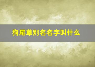 狗尾草别名名字叫什么