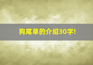 狗尾草的介绍30字!