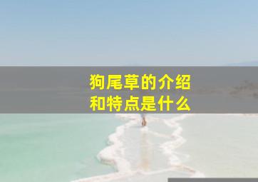 狗尾草的介绍和特点是什么