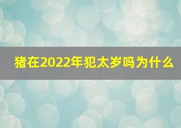 猪在2022年犯太岁吗为什么