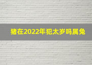 猪在2022年犯太岁吗属兔