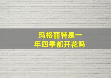 玛格丽特是一年四季都开花吗