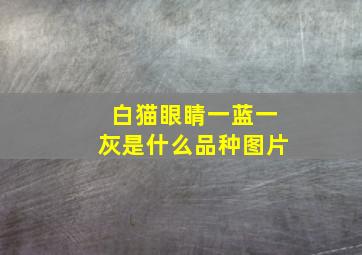 白猫眼睛一蓝一灰是什么品种图片