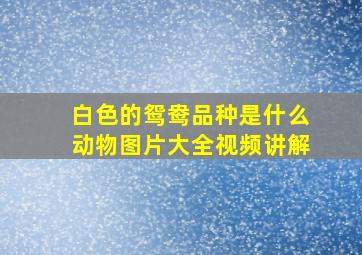 白色的鸳鸯品种是什么动物图片大全视频讲解