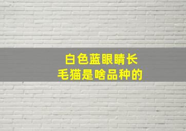 白色蓝眼睛长毛猫是啥品种的