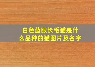 白色蓝眼长毛猫是什么品种的猫图片及名字